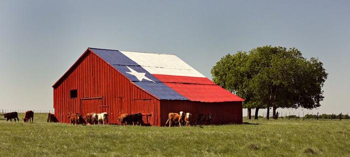 Mucche intorno a una stalla di una fattoria dipinta con la bandiera del Texas negli USA.