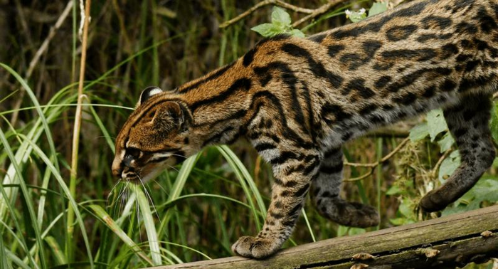 Il gatto tigre nuvoloso (Leopardus pardinoides) nel suo ambiente naturale dell'America centrale e meridionale Adnes.