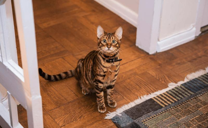 gattino toyger adorabile che guarda verso l'alto dal pavimento del soggiorno - gatto striato seduto accanto al tappeto