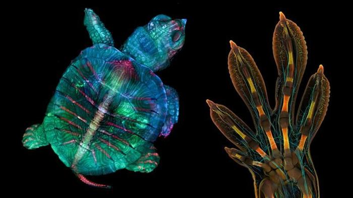 embrione di tartaruga fluorescente e la mano embrionale di un geco gigante malgascio