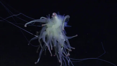 Catena montuosa sottomarina ospita creature sconosciute alla scienza