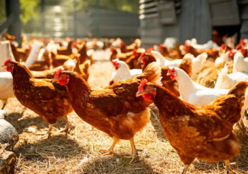 L’allevamento del pollo nacque nell’Asia centrale 2.400 anni fa. La scoperta