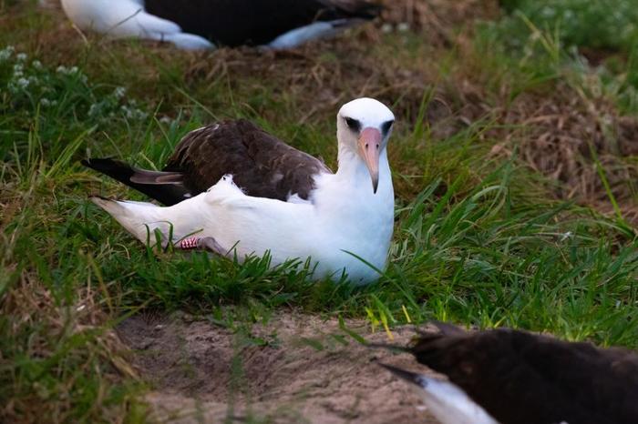 Il laysan albatross conosciuto come Saggezza, seduto in un pezzo di erba.