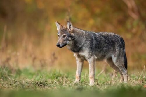 Cacciatore confonde lupo grigio con coyote