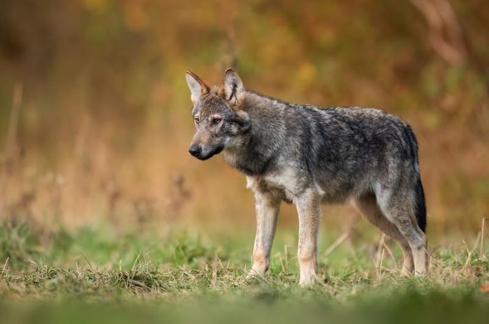 Lupo grigio ( Canis lupus ) visto su uno sfondo erboso.