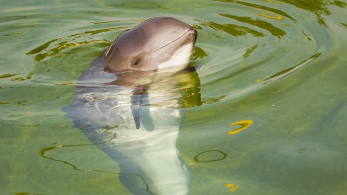 worlds-rarest-mammal-m-1.png