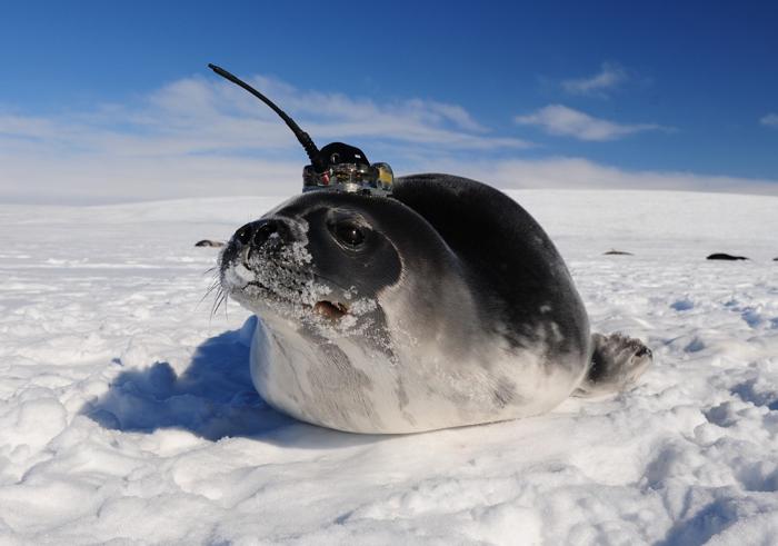 foca sdraiata sulla neve di fronte alla fotocamera, indossa uno strumento scientifico con un'antenna sulla testa; è una giornata di sole luminoso e si vede molto cielo blu