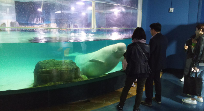 Bella il beluga in un acquario a Seoul, circondata da persone.