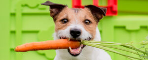 Il cibo vegano è davvero il migliore per i cani? I risultato di nuovo studio
