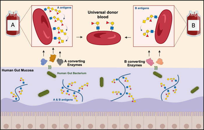 schema che mostra il processo di utilizzo degli enzimi batterici provenienti dall'intestino umano per rimuovere gli antigeni A e B dalle cellule del sangue al fine di creare sangue donatore universale