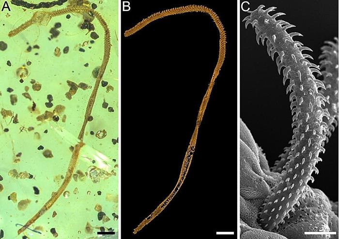 L'immagine più a sinistra è il tentacolo nell'ambra, l'immagine centrale è il tentacolo nel micro CT e l'immagine finale è una specie esistente di tentacolo di verme tenia trypanorhynch.