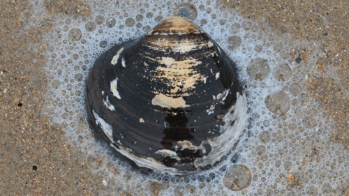 Il mistero di Ming: il mollusco più longevo della storia