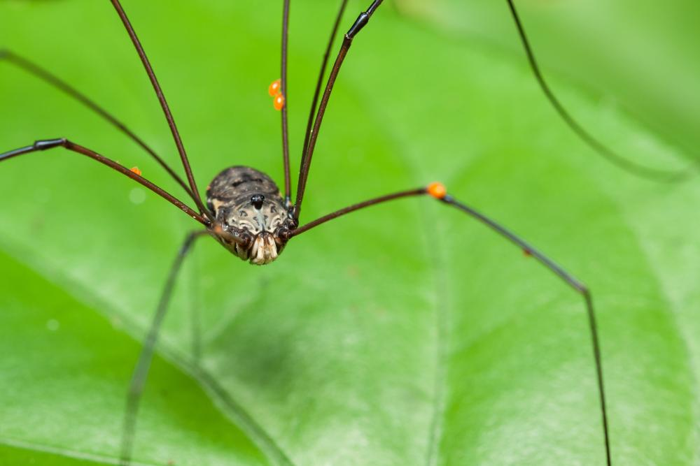 un opilione, un ordine di aracnidi noto come Opiliones, su una foglia verde