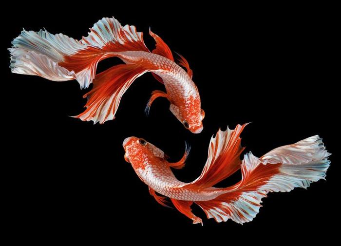 bettas-m-1.jpg