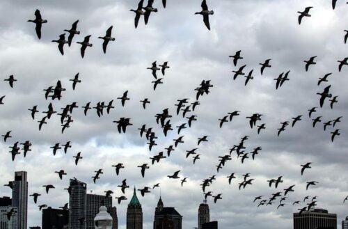 Presenza del ceppo H5N1 in uccelli urbani di New York City