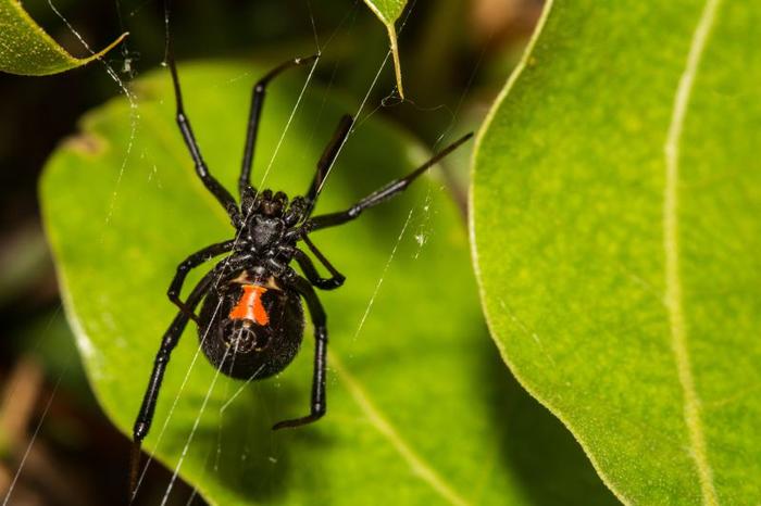 L’incredibile evoluzione dei ragni nel corso dei millenni