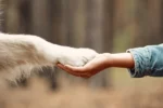 Il significato di quando un cane dà la zampa: un gesto di connessione e fiducia