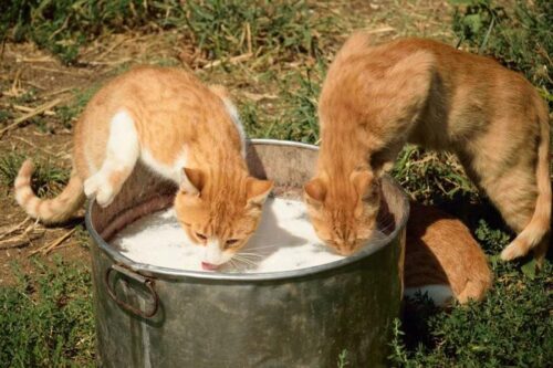 Morte dei gatti da latte crudo: impatto dell’H5N1