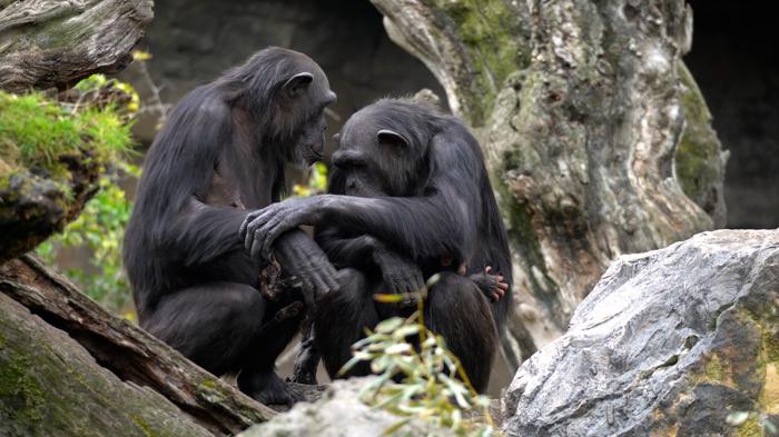 Una madre scimpanzé ape tiene il neonato deceduto.