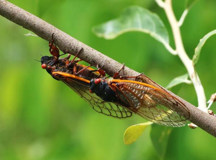 cicada-m-2.jpg