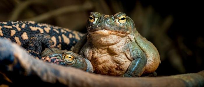 colorado-river-toads-m-1.jpg