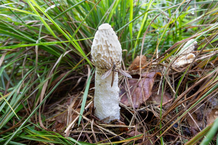 una zanzara su un fungo stinkhorn