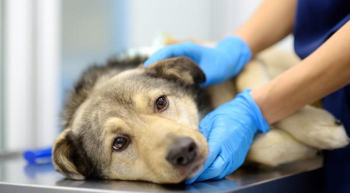 Breakthrough in clinical trials on dogs and human patients » Science News