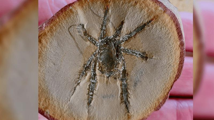 douglassarachne-acanthopoda-m-1.png