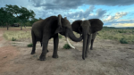 Il complesso mondo dei saluti degli elefanti africani