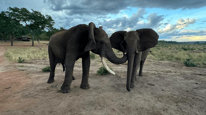 Il complesso mondo dei saluti degli elefanti africani