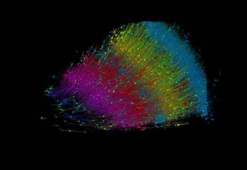 La Mappatura 3D del Cervello Umano: Una Scoperta Rivoluzionaria