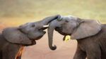 Gli scienziati hanno scoperto come gli elefanti si salutano tra di loro
