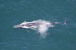 Il Giappone riprende la caccia alle balene comuni: preoccupazioni e critiche globali