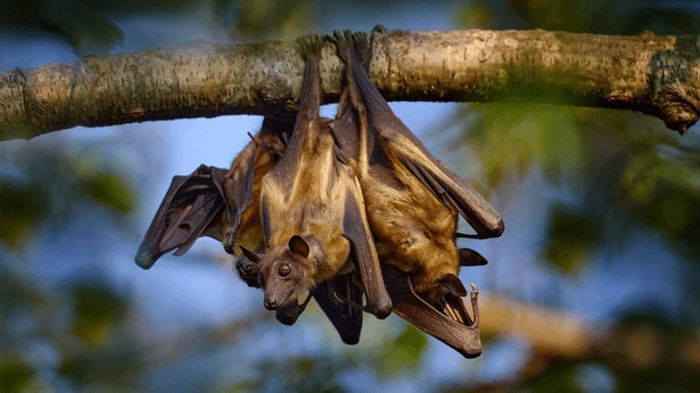 La Migrazione Epica dei Pipistrelli della Frutta nel Parco Nazionale di Kasanka
