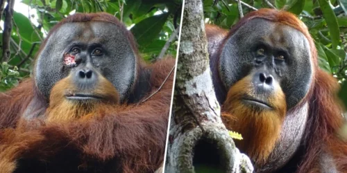 Per la prima volta è stato osservato un orango che cura le sue ferite con piante medicinali