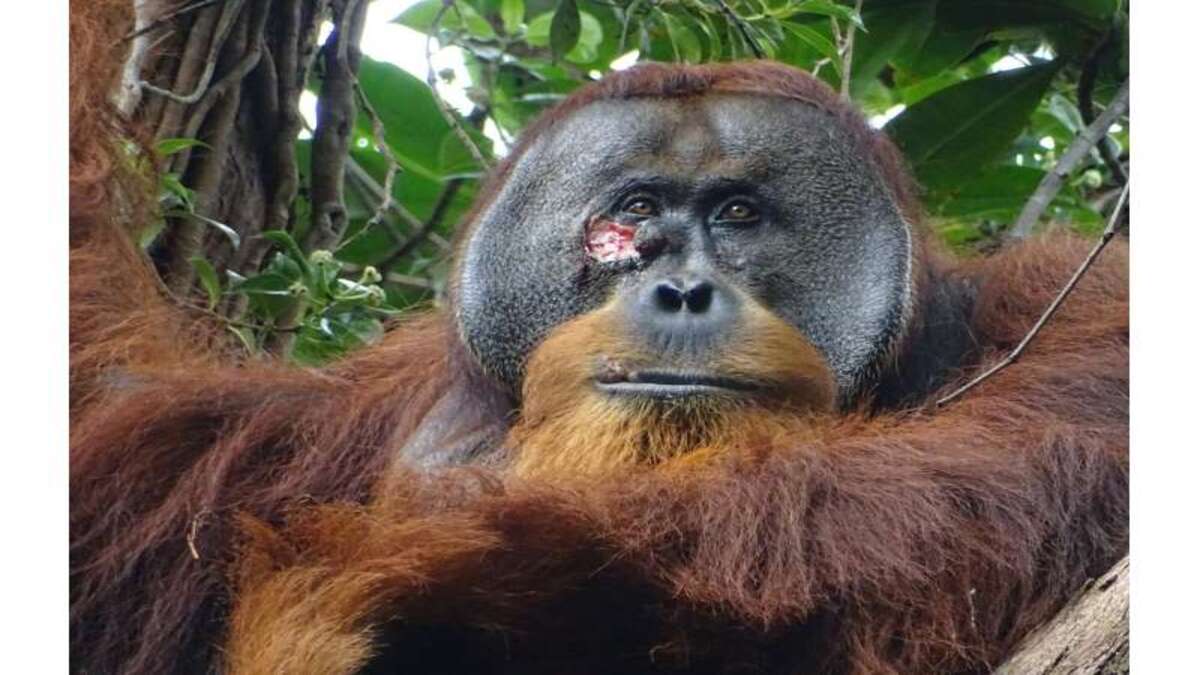 Orango visto curarsi la ferita con una pianta medicinale.  È la prima volta in assoluto