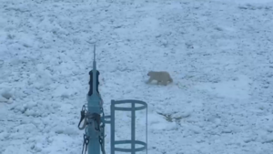 Un orso polare costringe una nave rompighiaccio nucleare a fermarsi
