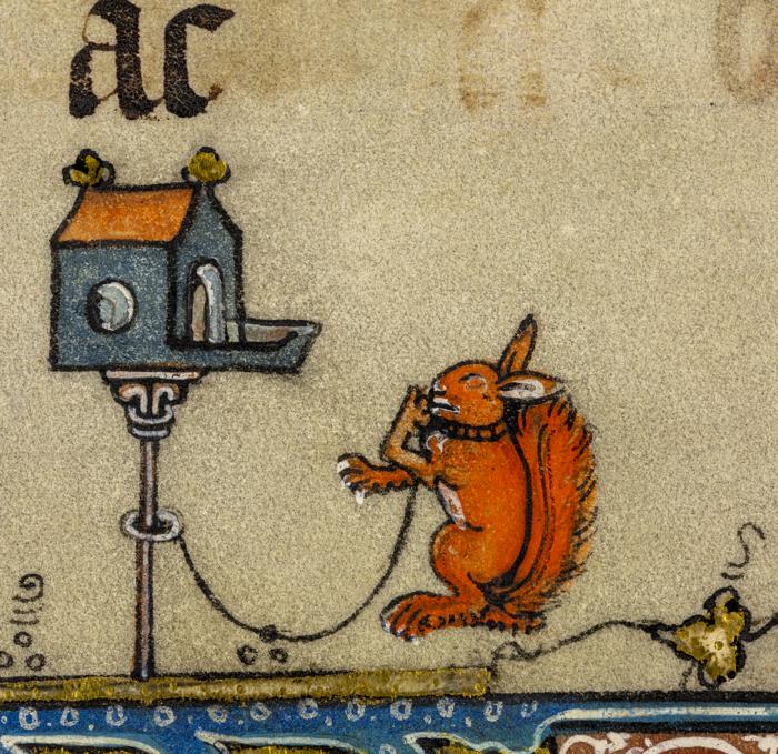 incisione medievale di uno scoiattolo rosso legato con un guinzaglio a ciò che sembra essere un nido per uccelli
