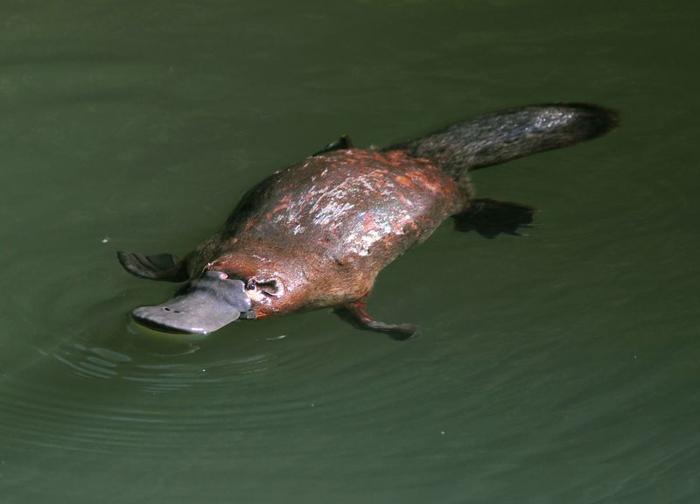 platypus-m-1.jpg