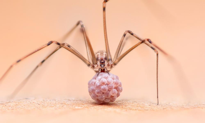 una femmina di Pholcus phalangioides con un sacco delle uova