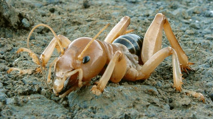 potato-bug-jerusalem-cricket-m-1.png