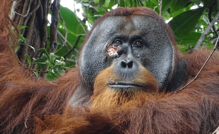 Orangutan di Sumatra cura ferita con pianta medicinale