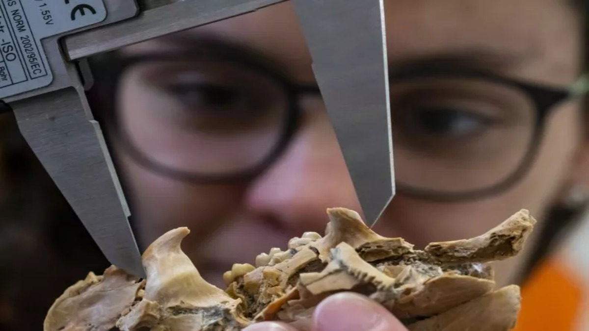 researcher-examining-extinct-porcupine-fossil-2-1.jpg