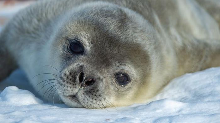 seal-pup-m-1.jpg