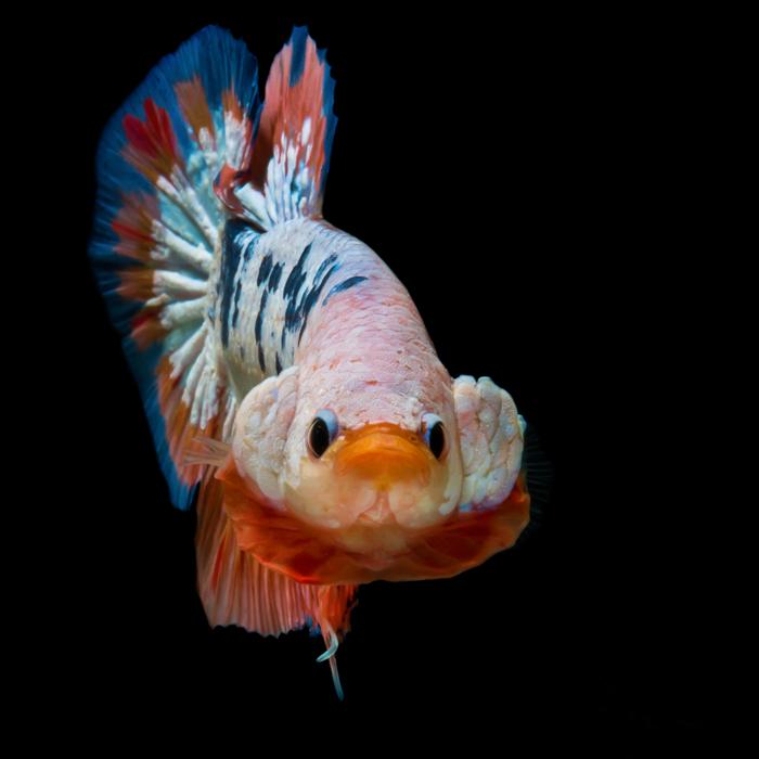 Primo piano di un pesce combattente siamese multicolore (betta) che spalanca le branchie, isolato su sfondo nero.