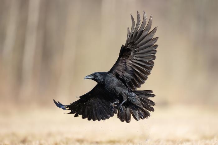Un grande corvo con ali spiegate su uno sfondo sfocato pallido.