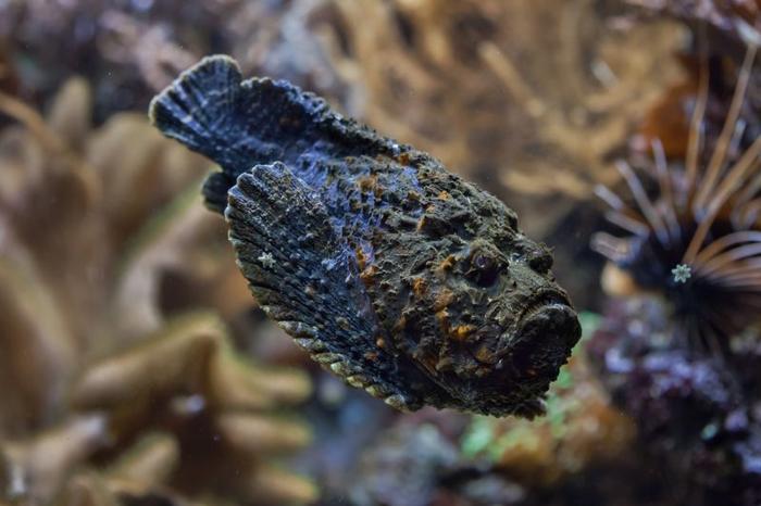 stonefish-m-1.jpg