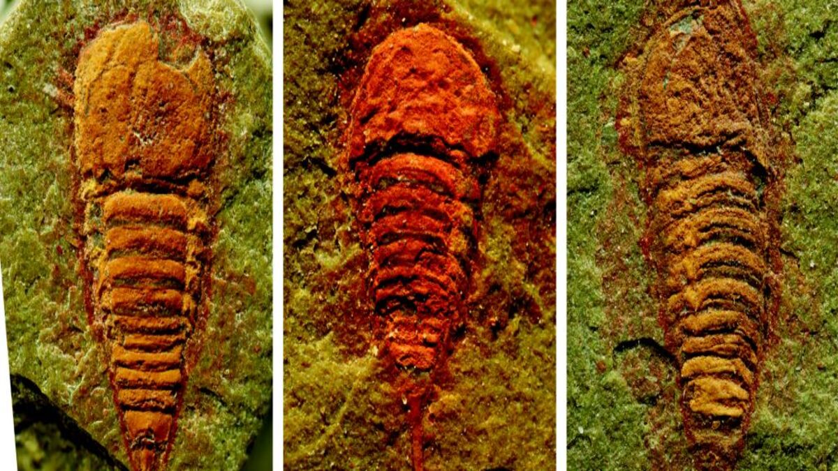 tiny-bugs-1-1.jpg