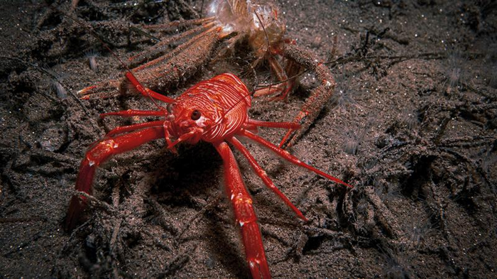 tuna-crab-m-1.png