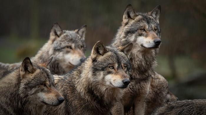 La controversia sui lupi grigi negli Stati Uniti: il Trust the Science Act